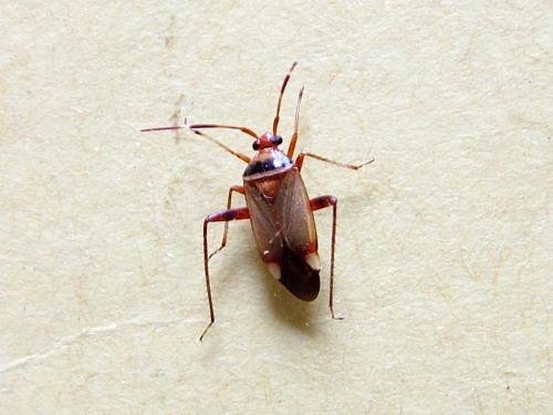 Réf. 285 445 : Adelphocoris vandalicus